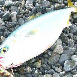 石津浜　２３日朝入れ食い　夕マヅメは微妙